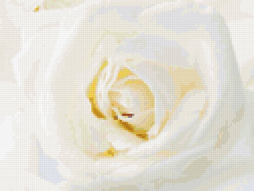 Нежная роза 4 - розы - предпросмотр