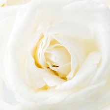 Нежная роза 4