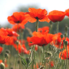 Схема вышивки «Маки»