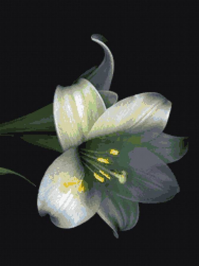 Белая лилия - лилия, цветы - предпросмотр