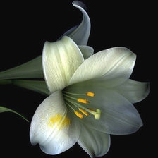 Схема вышивки «Белая лилия»