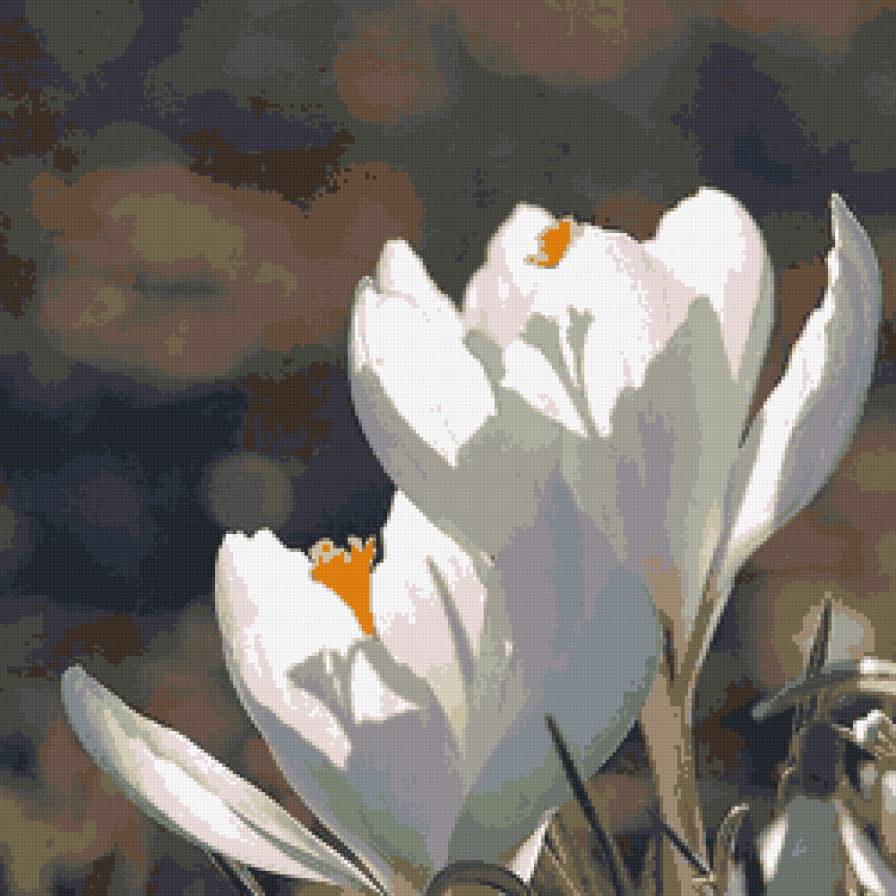 Белые крокусы - цветы, крокусы - предпросмотр