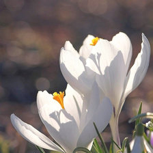 Схема вышивки «Белые крокусы»