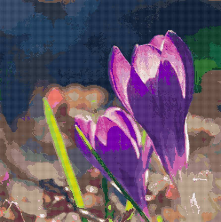 Крокусы - крокусы, цветы - предпросмотр