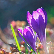 Схема вышивки «Крокусы»