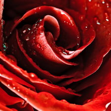 Схема вышивки «Нежная роза 5»