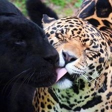 Схема вышивки «Кошачья любовь»