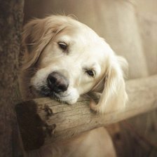 Схема вышивки «собака»