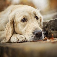 Схема вышивки «собачка»