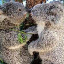 Схема вышивки «сладкая парочка»