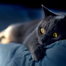 Схема вышивки «серый кот»