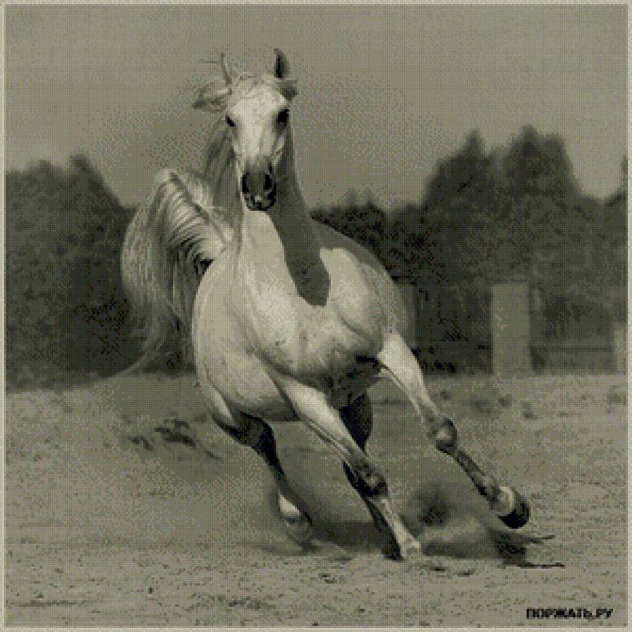 лошадь - животные, лошадь - предпросмотр
