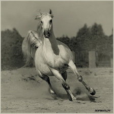 Схема вышивки «лошадь»