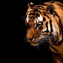 Схема вышивки «тигр»