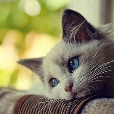 Схема вышивки «Котик»