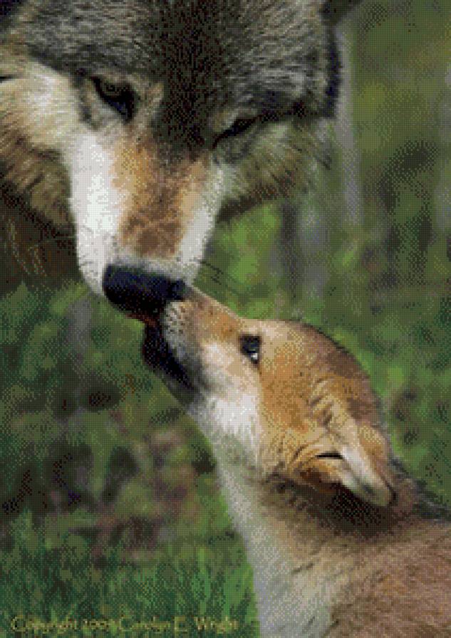 Волки - нежность, животные, волки - предпросмотр