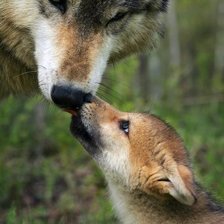 Схема вышивки «Волки»