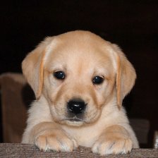 Схема вышивки «Лабрадор»