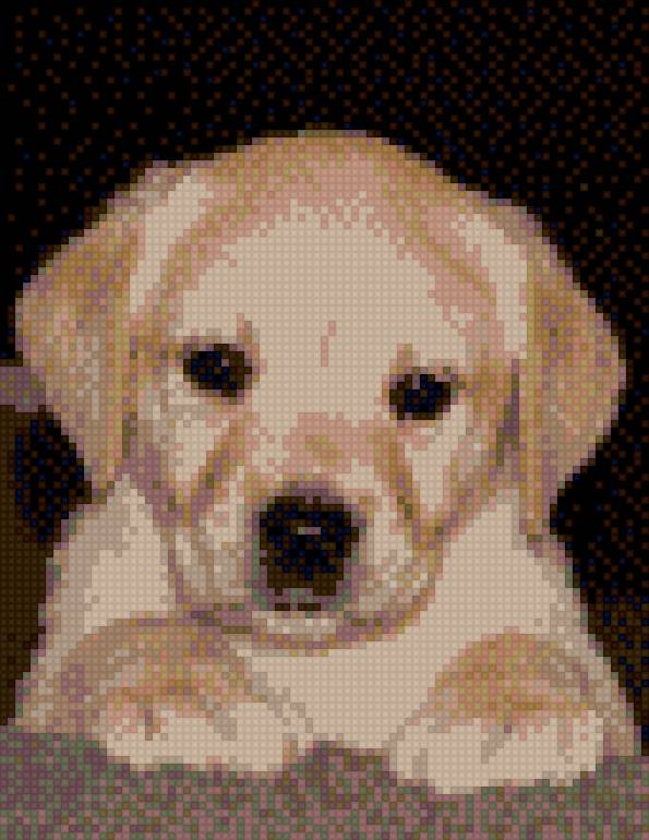 Лабрадор - лабрадор, собака, щенок - предпросмотр