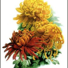 Схема вышивки «хризантемы»