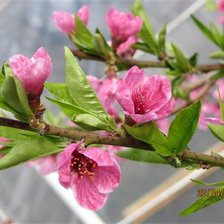 Схема вышивки «Цветущая весна»