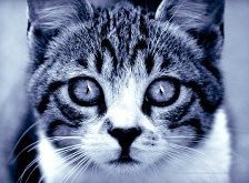 Схема вышивки «кот»