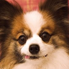 Схема вышивки «собачка»