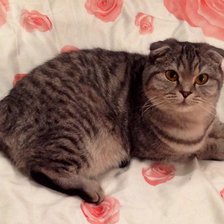 Схема вышивки «Шотландская вислоухая»