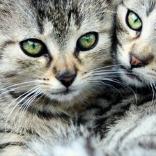 Схема вышивки «№ 52»