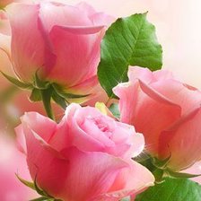 Схема вышивки «Розы»