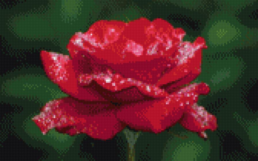 Красная роза - роза - предпросмотр