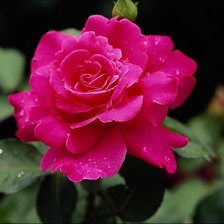 Схема вышивки «Красивая роза»