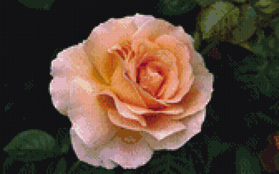 Чайная роза - роза - предпросмотр