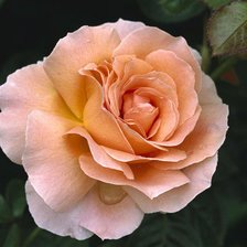 Чайная роза