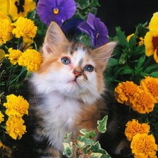 Схема вышивки «Котенок в цветах2»