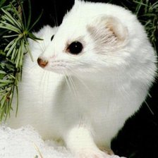 ласка. маленький хищник