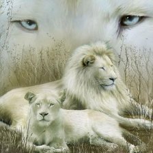 Схема вышивки «взгляд львицы»