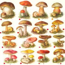 Схема вышивки «Грибочки»