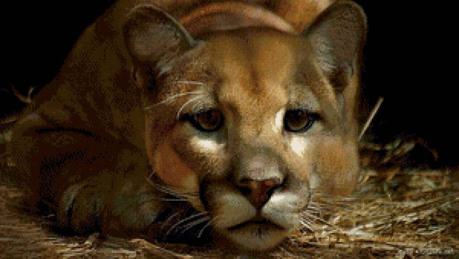 львица - живитные, львица - предпросмотр