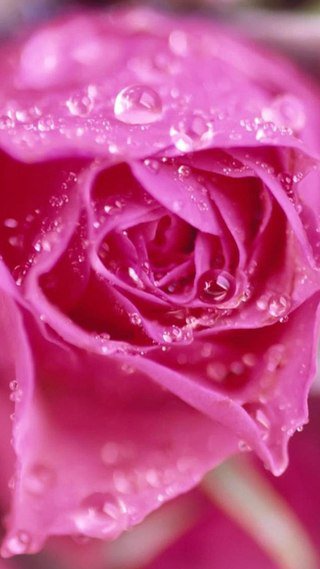 роза - цветы, роза - оригинал