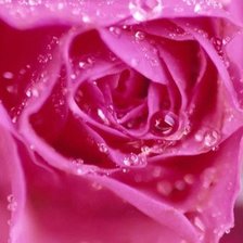 Схема вышивки «роза»