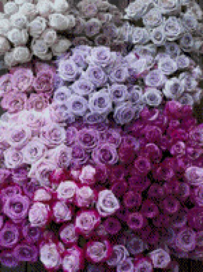 розы - розы, букеты, цветы - предпросмотр