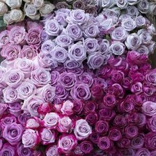 Схема вышивки «розы»