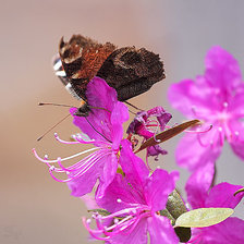 Схема вышивки «цветет багульник»