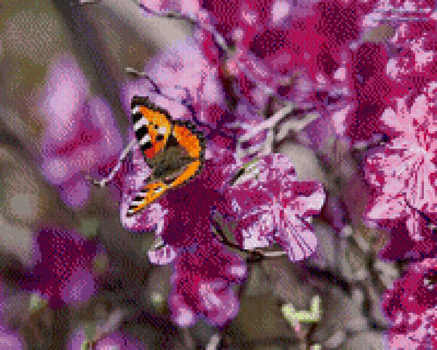 багульник - бабочки, цветы - предпросмотр