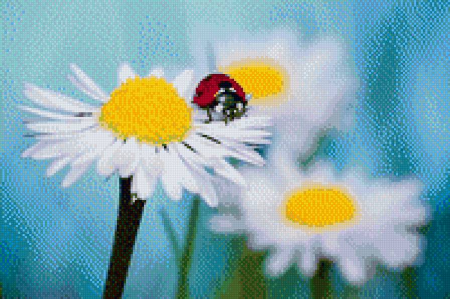 божья коровка - предпросмотр