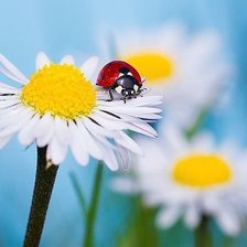 божья коровка