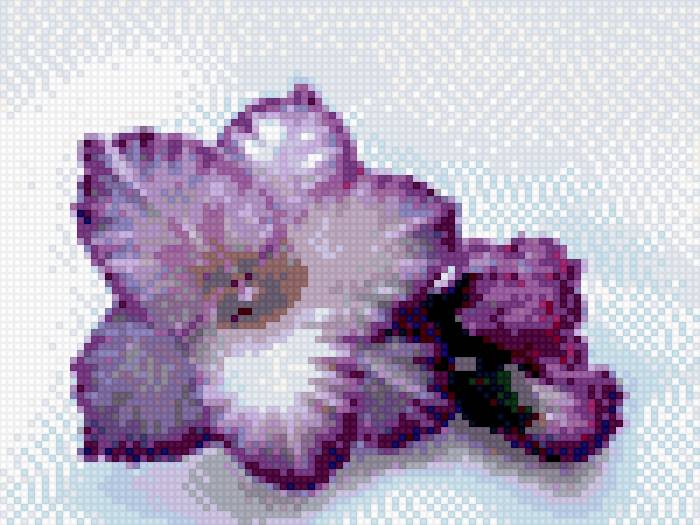 Гладиолус - предпросмотр