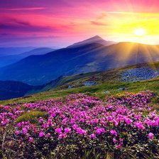 Схема вышивки «красота»