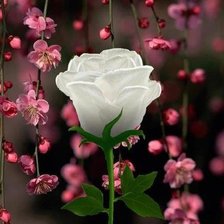 Схема вышивки «Белая роза»